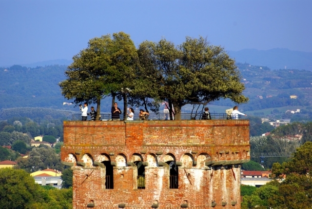 Lucca Guinigi torony 
